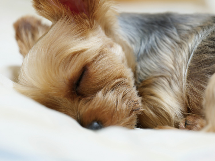 ペット用品のケア